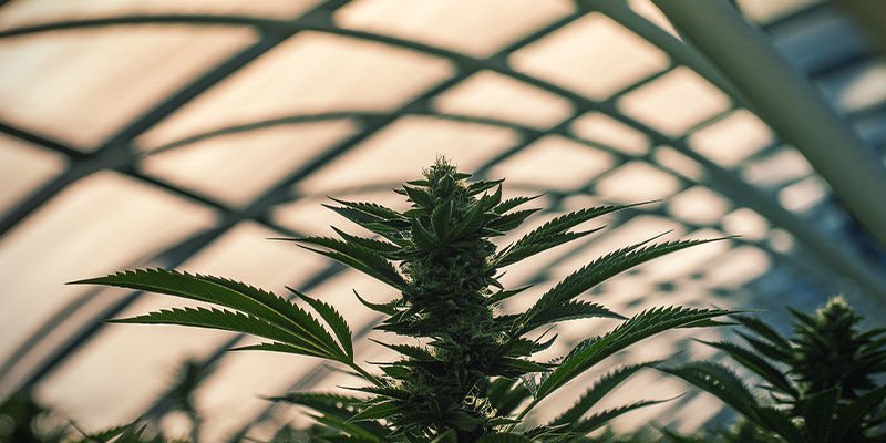 Light dep-drivhus Sådan bruger du light dep til at styre cannabis i blomstring: light dep-drivhus