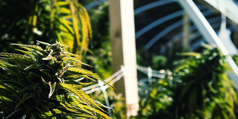 Udendørs Sådan bruger du lysdeprivation til at styre cannabisblomstring: udendørs