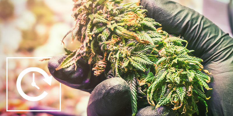 Fordele og ulemper ved lysdeprivation Styr cannabissens blomstring med mørklægning: fordele og ulemper ved lysdeprivation