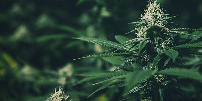 Hvad er lysdeprivation-dyrkning? Styr cannabisblomstring: Hvad er lysdeprivation-dyrkning?
