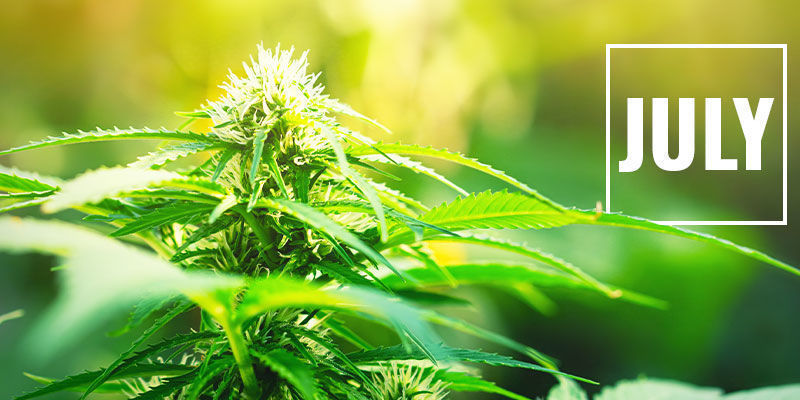 Hvornår skal du starte lysdeprivation? Styr cannabisblomstring med lysdeprivation: Hvornår skal du starte lysdeprivation?