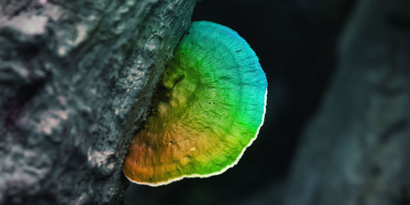 Er reishi-svampe psykedeliske? Er reishi-svampe psykedeliske