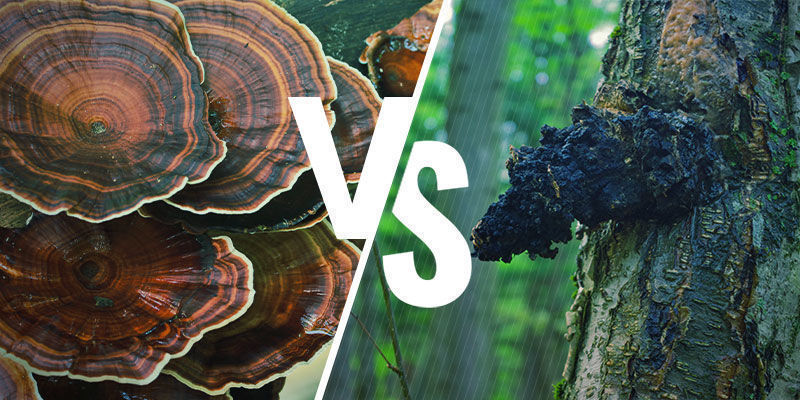 Hvordan står reishi i forhold til andre adaptogene svampe? Hvordan reishi står i forhold til andre adaptogene svampe