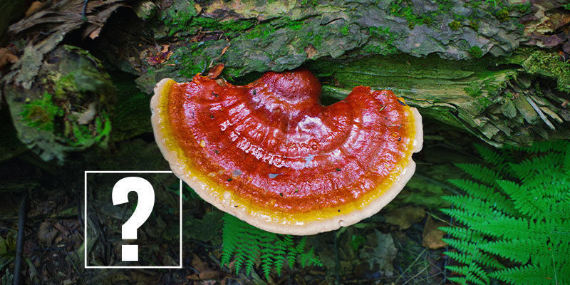 Reishi-svampe: er de al virakken værd? Reishi Mushrooms: Worth the Fuss