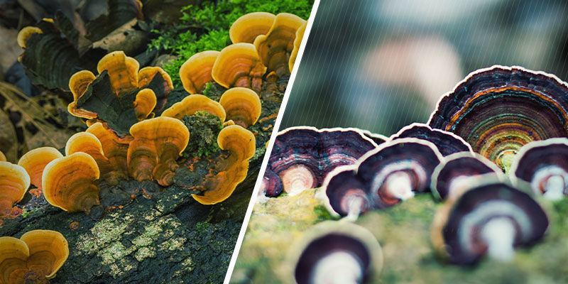 Hvordan ser en reishi-svamp ud? Hvordan ser en reishi-svamp ud