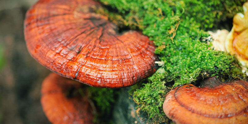 Hvad er reishi-svamp (Ganoderma lucidum)? Hvad er reishi-svamp (Ganoderma lucidum)?