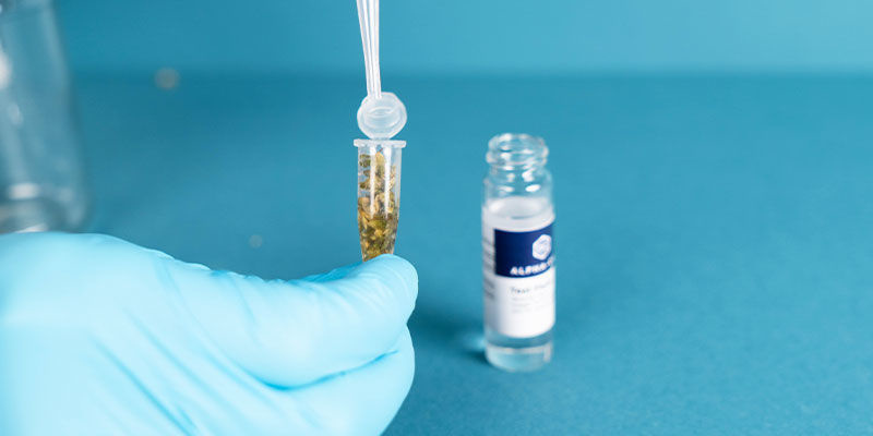 Udtræk cannabinoiderne i væsken Extract The Cannabinoids Into The Liquid