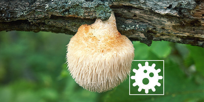 Hvilke potentielle bivirkninger har Lion’s Mane? Bivirkninger ved Lion’s Mane