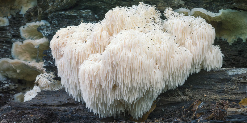 Hvordan ser Lion’s Mane ud? Hvordan ser Lion’s Mane ud
