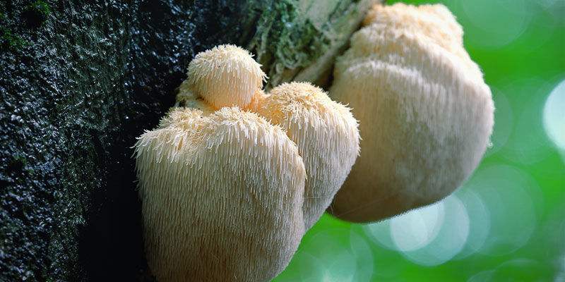 Hvad er Lion's Mane (Hericium erinaceus)? Lion's Mane (Hericium Erinaceus)