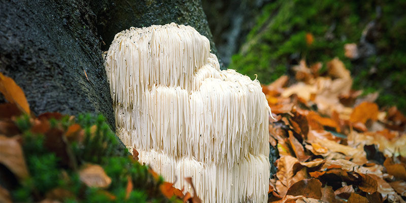 Hvor og hvordan vokser Lion’s Mane? Where and How Lion's Mane Grow