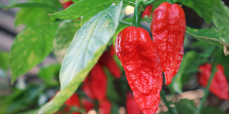 Dyrkning af Bhut Jolokia: trin for trin Growing Bhut Jolokia: Steps