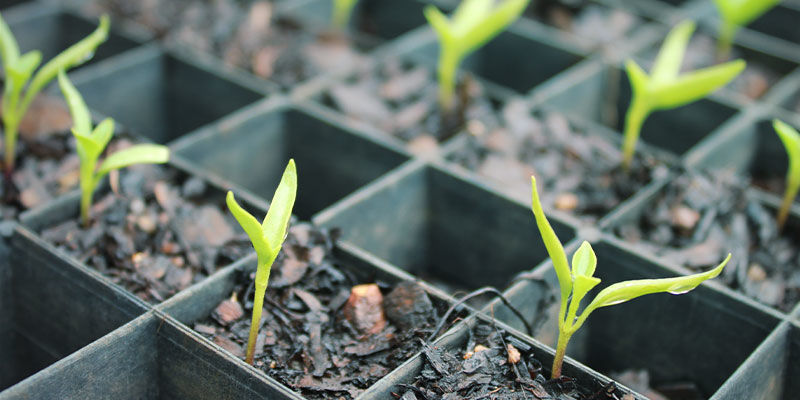 Sådan dyrker du ghost peppers Sådan dyrker du ghost peppers