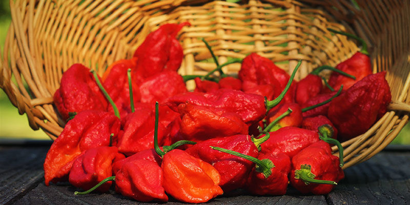 Hvad er en ghost pepper? Hvad er en ghost pepper?
