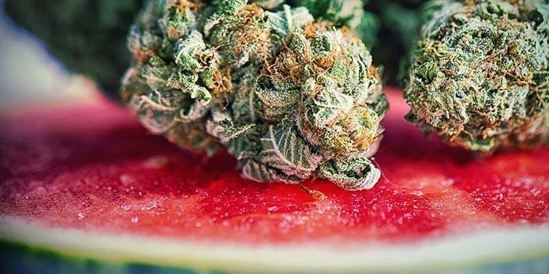Karakteristika ved Watermelon Candy Characteristics of Watermelon Candy