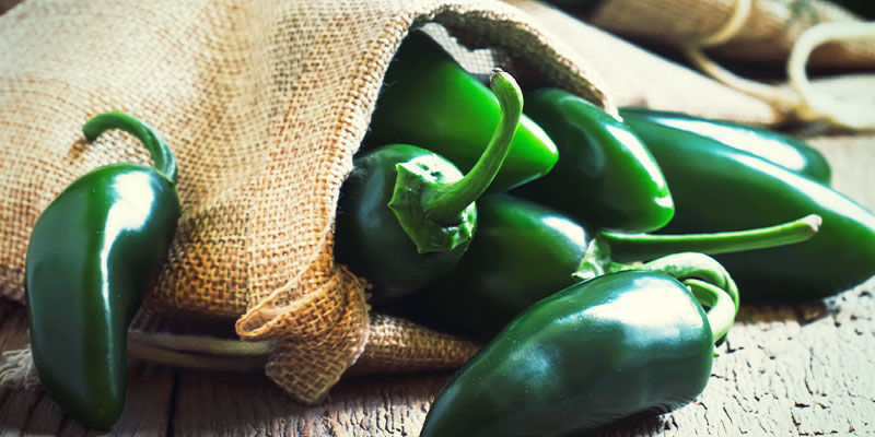 Dyrkning af jalapeños: trin Dyrkning af jalapeños: trin