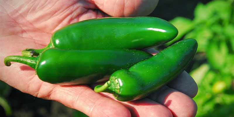 Hvordan og hvornår man plukker jalapeños Hvordan og hvornår man plukker jalapeños