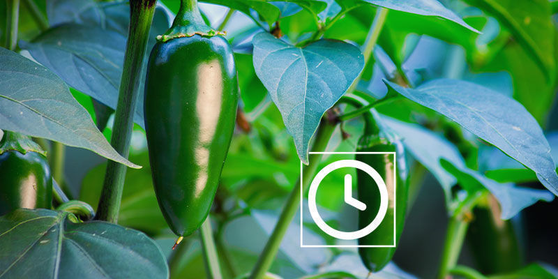 Hvor stærke er jalapeño-peberfrugter? Hvor stærke er jalapeño-peberfrugter?