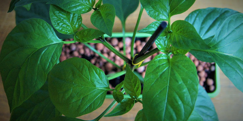 Sådan dyrker du jalapeños Sådan dyrker du jalapeños