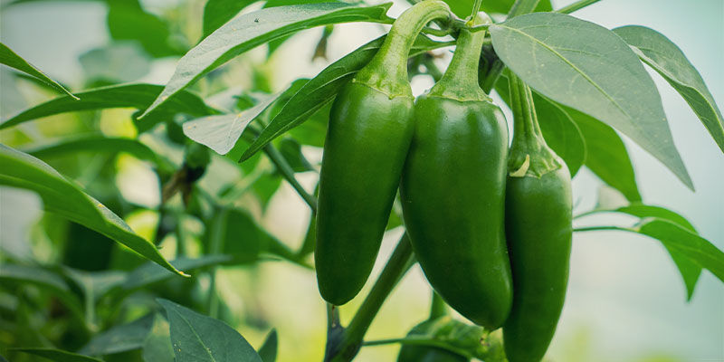 Hvad er jalapeños? Hvad er jalapeños?