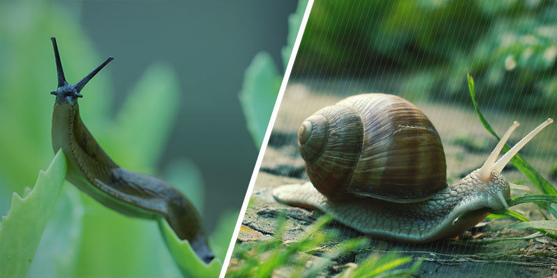 Er snegle og dræbersnegle det samme? Er snegle og dræbersnegle det samme?