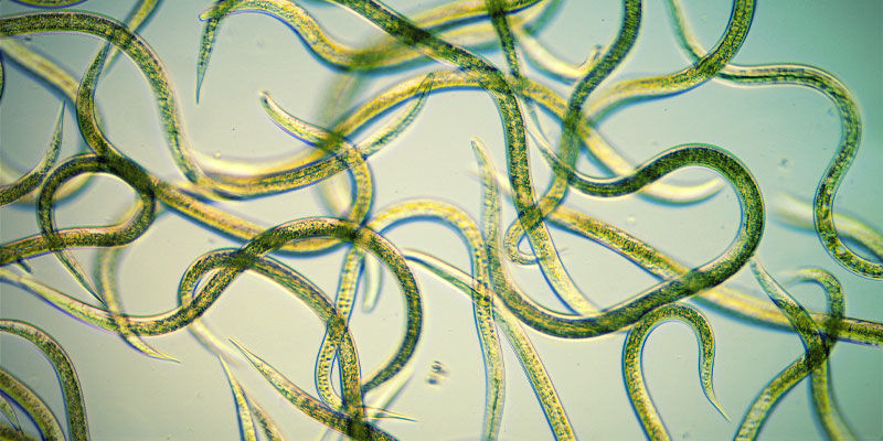 Brug nematoder Brug nematoder