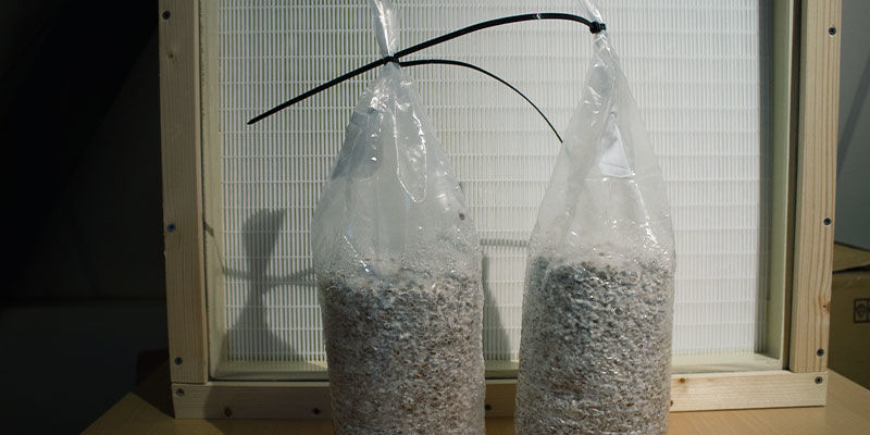 Har du brug for et laminært flowkabinet for at dyrke svampe? Laminar Flow Hood To Grow Mushrooms