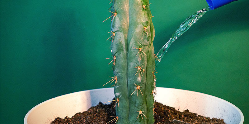 Pasning af Echinopsis zamnesiana Pasning af Echinopsis zamnesiana