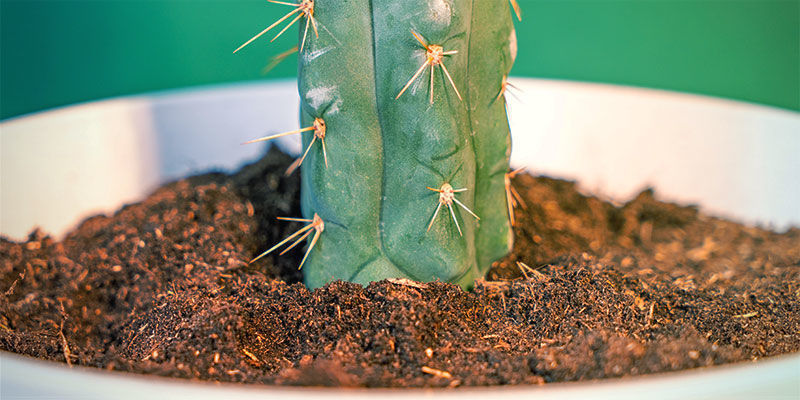 Sådan dyrker du Echinopsis zamnesiana Sådan dyrker du Echinopsis zamnesiana