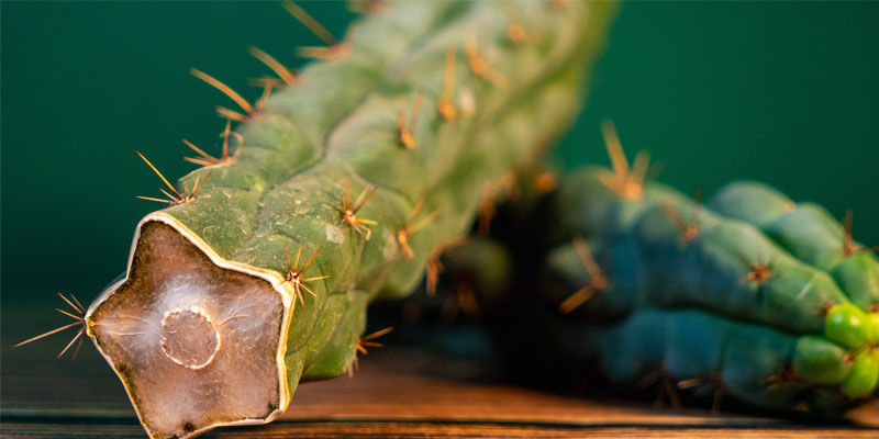 Sådan identificerer du Echinopsis zamnesiana Sådan identificerer du Echinopsis zamnesiana