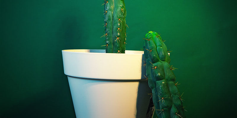 Plantning af din stikling Plantning af din stikling