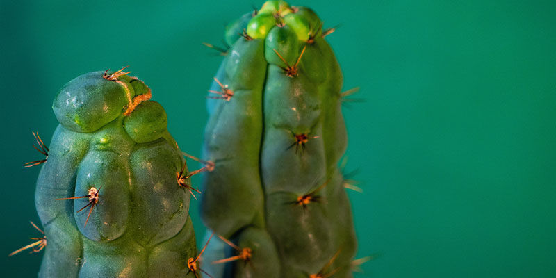 Hvad er Echinopsis zamnesiana? Hvad er Echinopsis zamnesiana?
