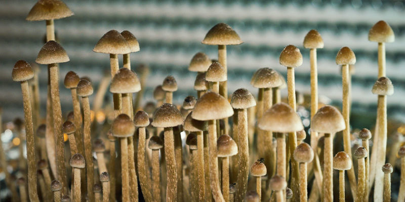 Psilocybe tampanensis Psilocybe Tampanensis