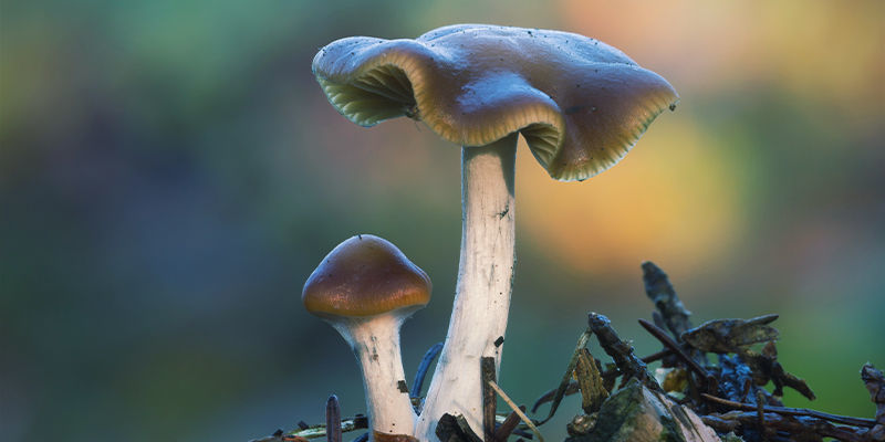 Psilocybe Cyanescens Psilocybe Cyanescens