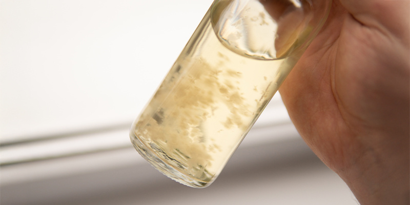 Dyrk med selvtillid med din egen hjemmelavede flydende kultur! Cultivate in confidence with your own homemade liquid culture!