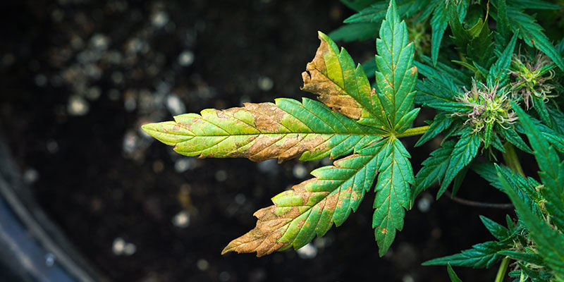 Kan flagermus-guano svide cannabisplanter? Can Bat Guano Burn Cannabis Plants?