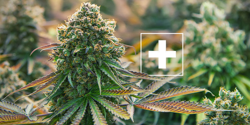Hvorfor er flagermusguano godt for cannabisplanter? Why Is Bat Guano Good For Cannabis Plants?