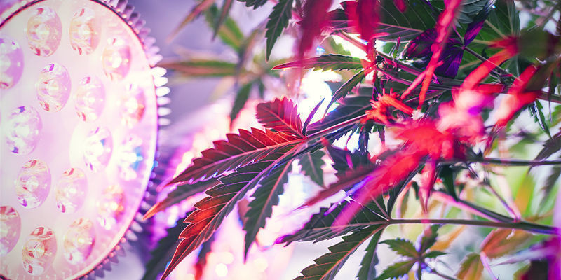 Sådan sætter du sidelys op til cannabisplanter Sådan sætter du sidelys op til cannabisplanter