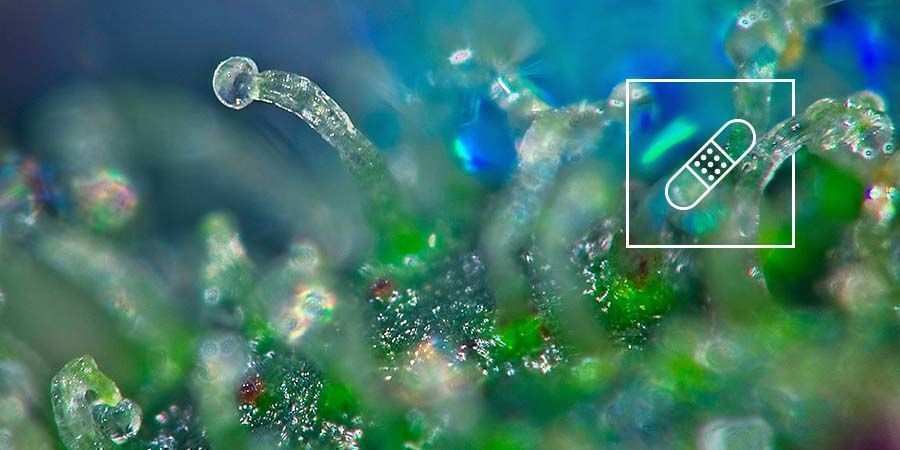 Cannabinoidindhold Medicinsk vs. rekreativ cannabis: cannabinoidindhold