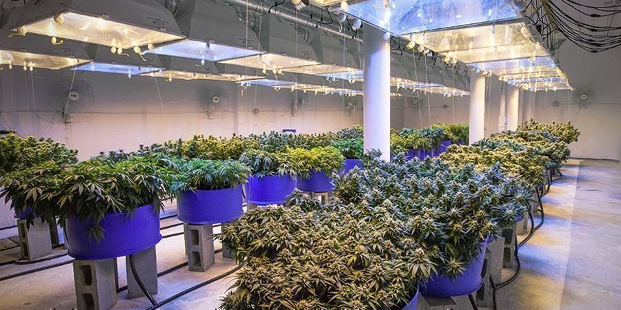 Dyrkning Medicinsk vs. rekreativ cannabis: dyrkning