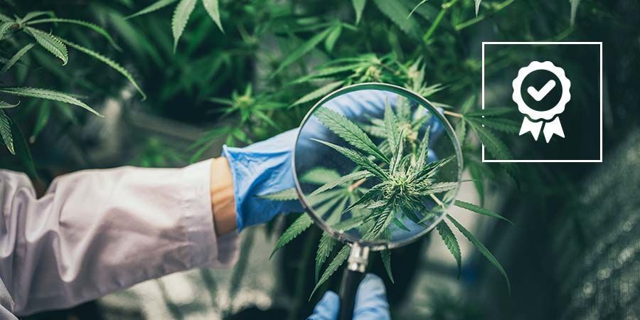 Kvalitet Medicinsk vs. rekreativ cannabis: kvalitet