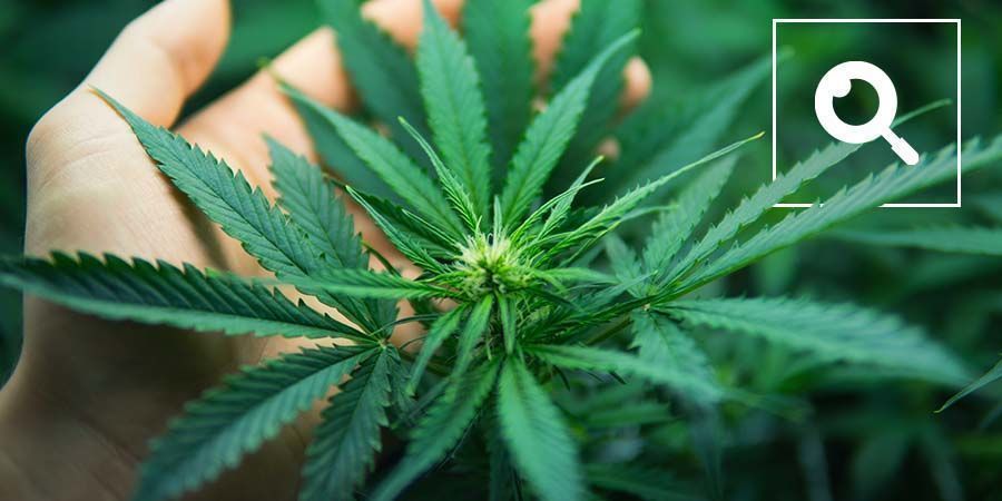 Forstå cannabis-terminologi Forstå cannabis-terminologi