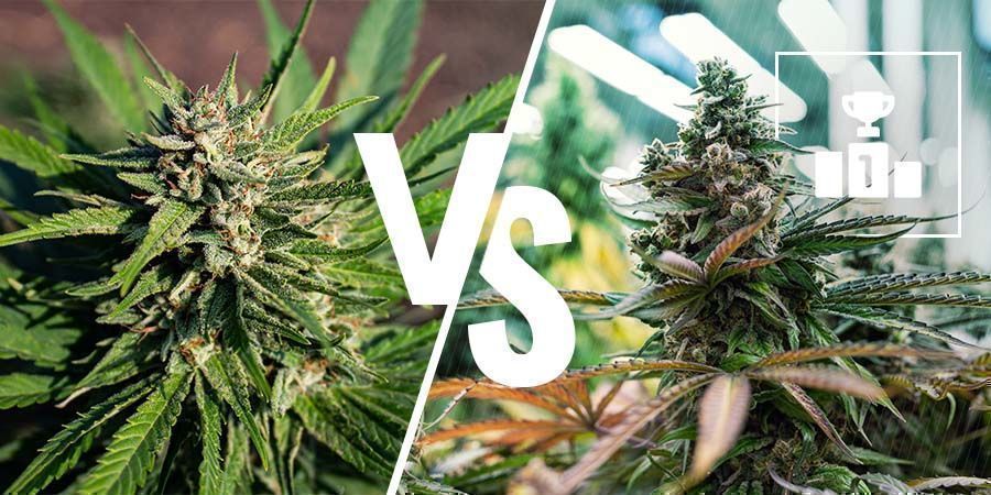 Hvad er bedst: Medicinsk eller rekreativ cannabis? Hvad er bedst: Medicinsk eller rekreativ cannabis?
