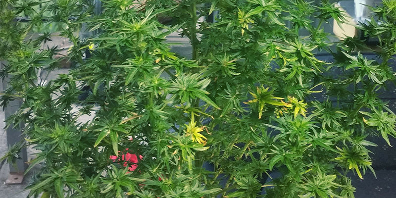 Australian Bastard Cannabis Australian Bastard Cannabis