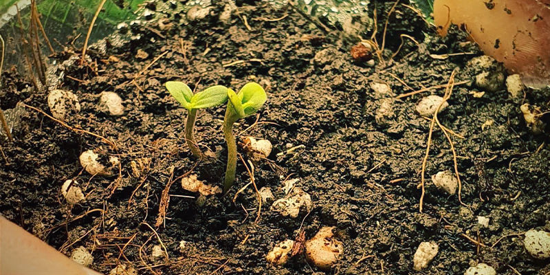 Tvillingekimplanter Twin Seedlings