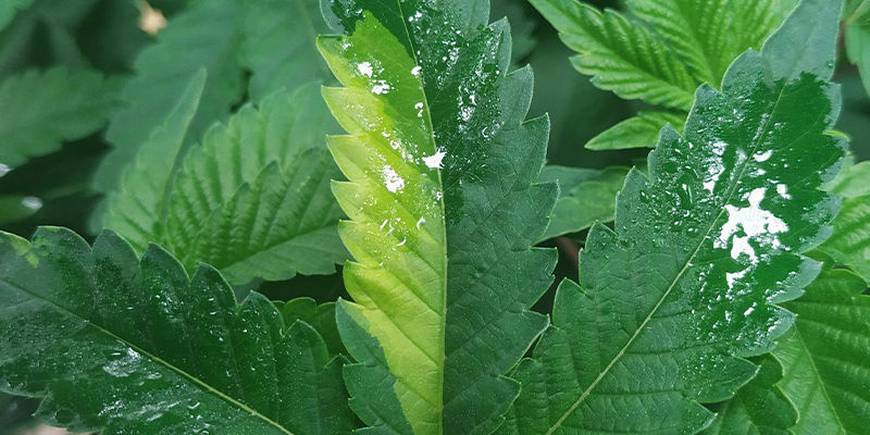 Tofarvede blade Two-Toned Leaves