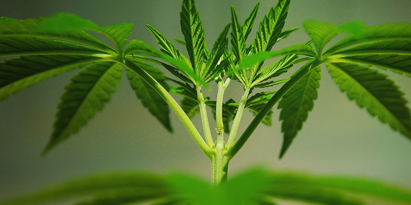 Hvad er cannabis-mutationer? Hvad er cannabis-mutationer?