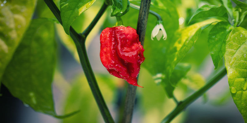 Carolina Reaper-chilier