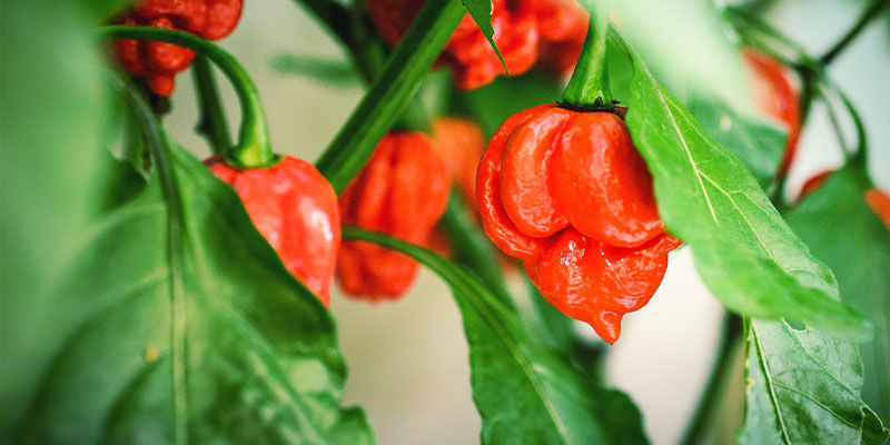 Habanero-peberfrugter
