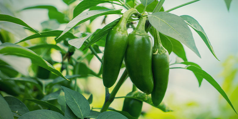 Jalape&ntilde;o-pebre